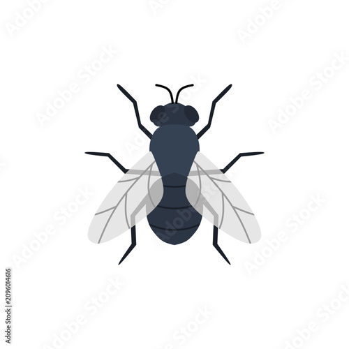 fly flat design vector illustration isolated on white background. insect, fly, greenbottle, house fly. insects fly single bundle on the white background. Cartoon house fly isolated on white background