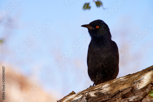 Fotografie Ein schwarzer Vogel sitzt auf einem Baumstamm vor blauem Himmel bei Spitzkoppe in Namibia