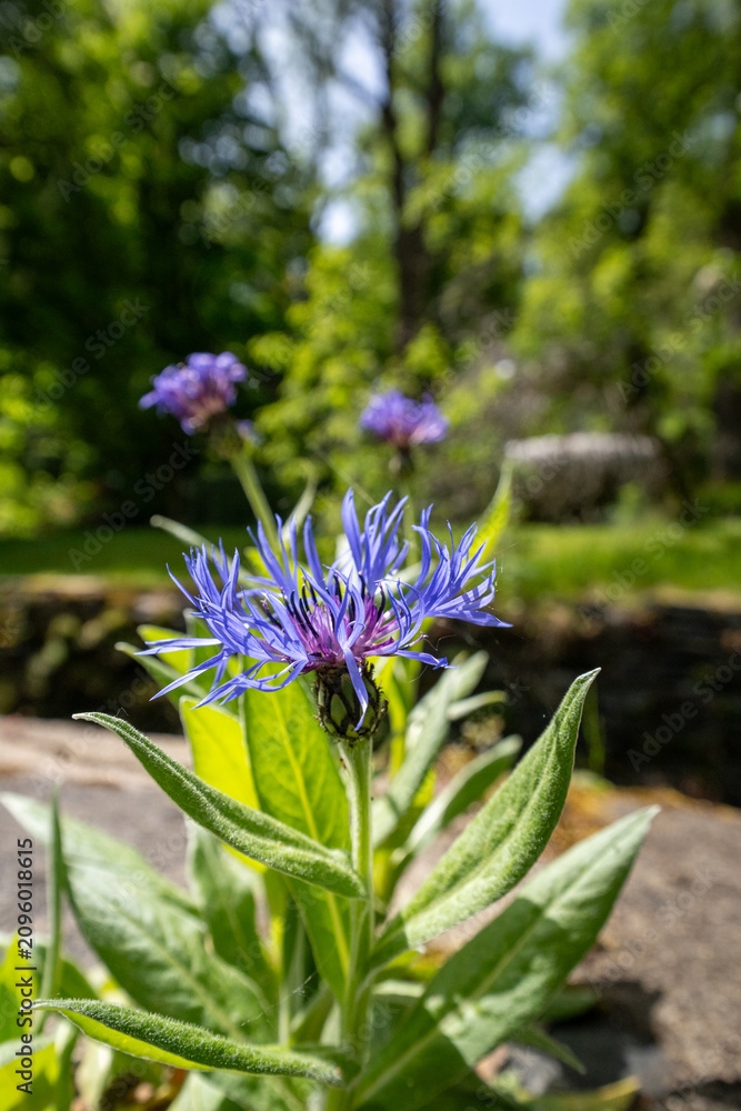 Obraz premium Purple Thistle Flowers in Green Garden