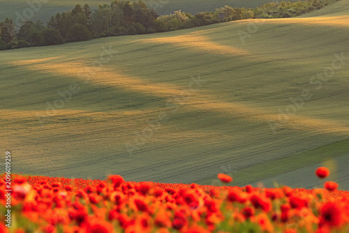 Foto Czech agricultural landscape with blooming red poppy field at sunrise
