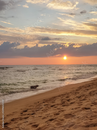 Dog playing in ocean waves on a sandy tropical beach at sunset with a warm golden sky