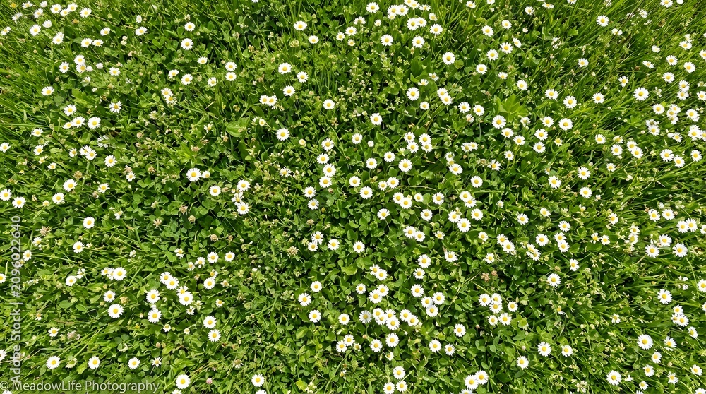 Fototapeta premium Top view of blooming white daisies in a lush green meadow