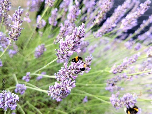 A closeup shot of a big lavender bush, Lavandula angustifolia, being pollinated by buff-tailef bumblebees, bombus terrestris. Photo with shallow focus taken in Delft, Netherlands. 