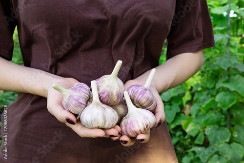 Obraz na płótnie Organic vegetables