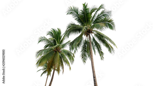 Фотография Two green tropical palm trees summer vacation travel botanical asset isolated on