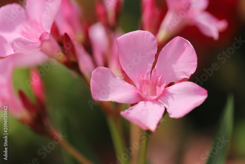 Pink oleander flower (Nerium oleander)