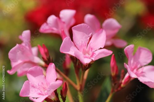 Pink oleander flower (Nerium oleander)