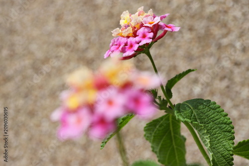Common lantana flower (Lantana camara)