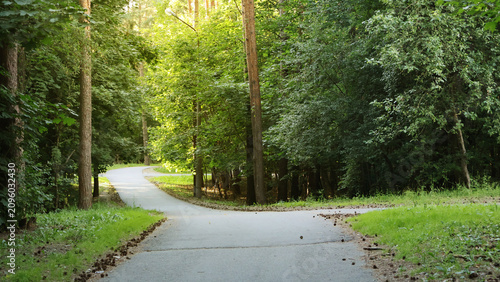 A path in a city park on a sunny summer day. A fork in the road, a crossroads among greenery, trees, and a forest park. An empty park, a quiet, calm space for relaxation.