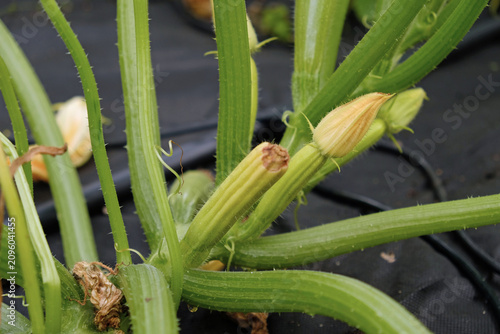 Obraz na płótnie Young zucchini fruit aborting on the vine