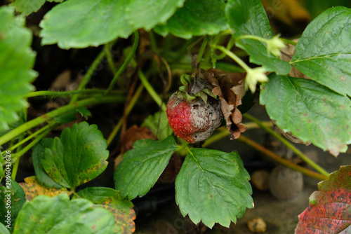 Strawberry plants with rotten fruit caused by fungal decay, moisture stress, and poor field hygiene in a summer berry crop.