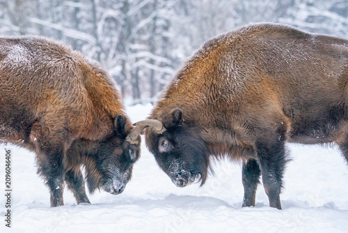 Clash. Two European bison butt heads, figuring out which one is tougher