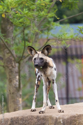 Принти на полотні The African wild dog (Lycaon pictus), also called the painted dog
