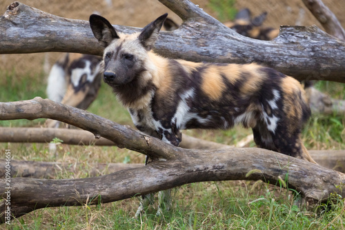 Принти на полотні The African wild dog (Lycaon pictus), also called the painted dog and the Cape h