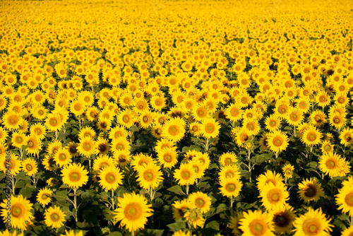 Beautiful yellow color sunflower in the agriculture farm background