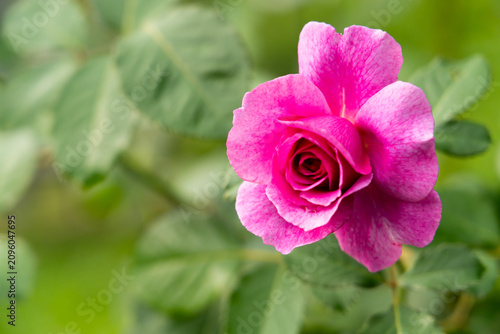 Bloom pink rose with green leave in the garden