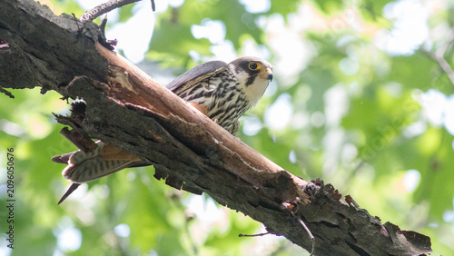 Canvastavla owl on branch