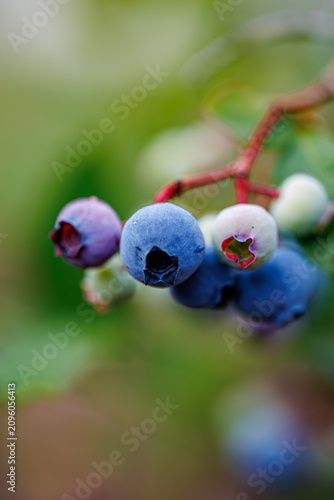 Ripe and ripening blueberries on a branch close-up, macro photography of fresh berries on a bush
