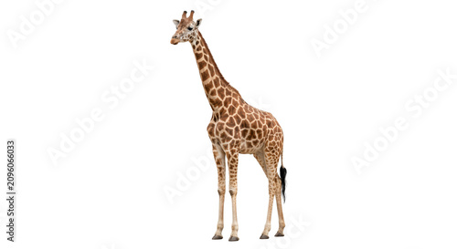 Photography A solitary giraffe stands tall against a clean white background