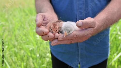 Man carefully supports newborn chickens with both hands outdoors, highlighting poultry development, bird husbandry, poultry management, livestock quality and ethical agricultural production. 4k 