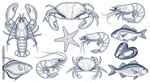 Collection of Seafood Illustrations Hand Drawn Style.