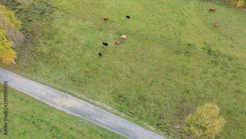 Foto Cows scattered across a vibrant green rural landscape