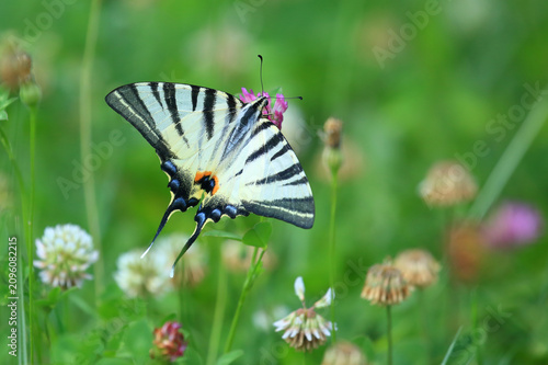 Scarce swallowtail, Iphiclides podalirius, big beautiful butterfly on the flower