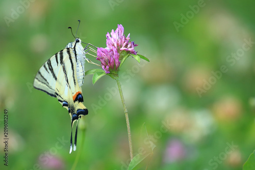 Scarce swallowtail, Iphiclides podalirius, big beautiful butterfly on the flower