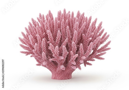 Beautiful pink coral reef structure isolated for ocean life and marine biology nature study projects