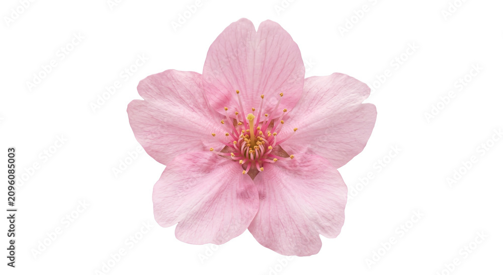 Fototapeta premium Delicate pink cherry blossom flower isolated on a clean white background