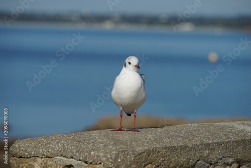 Mouette debout .
