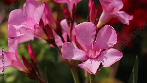 Pink oleander flower (Nerium oleander)
