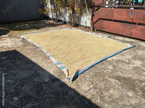Drying Rice Grains on Outdoor Mat