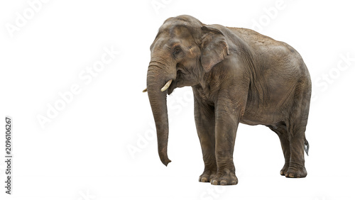 Fotografie Majestic elephant standing in profile