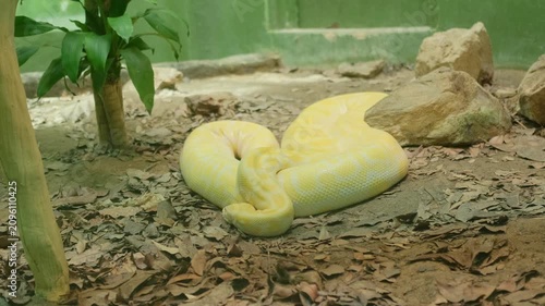 A white-yellow python is coiled behind glass while a large python lies coiled on the ground among stones and leaves, slowly moving its head in a naturalistic habitat.
