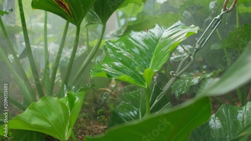 Close-up of tropical plants irrigated by micro drip system in greenhouse. Plants are supported by metal cables to maintain shape and directed growth under constant moisture.