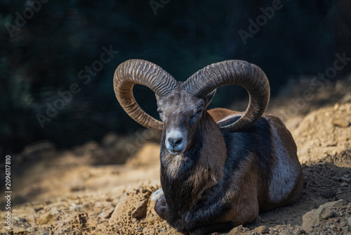 Foto Cypriot mouflon on a rock