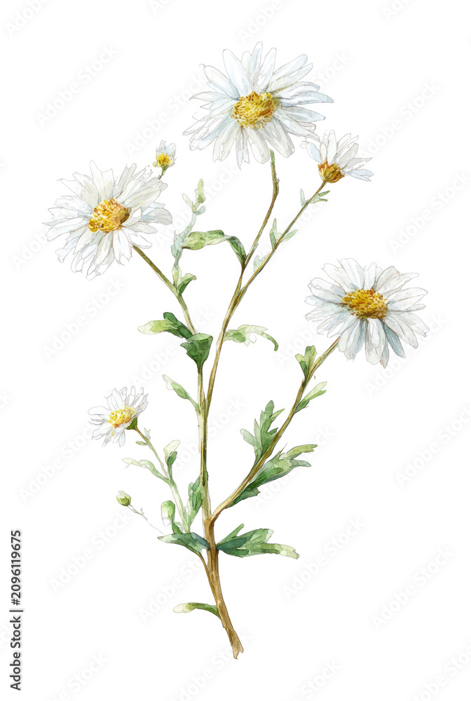 Fototapeta premium PNG Delicate watercolor daisy illustration.