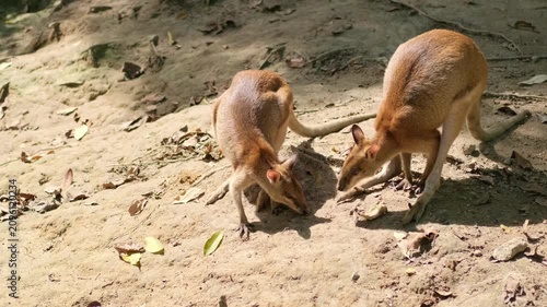 Two kangaroos express affection as one sniffs the other while the second eats from the ground in a dry outdoor setting during daytime.
