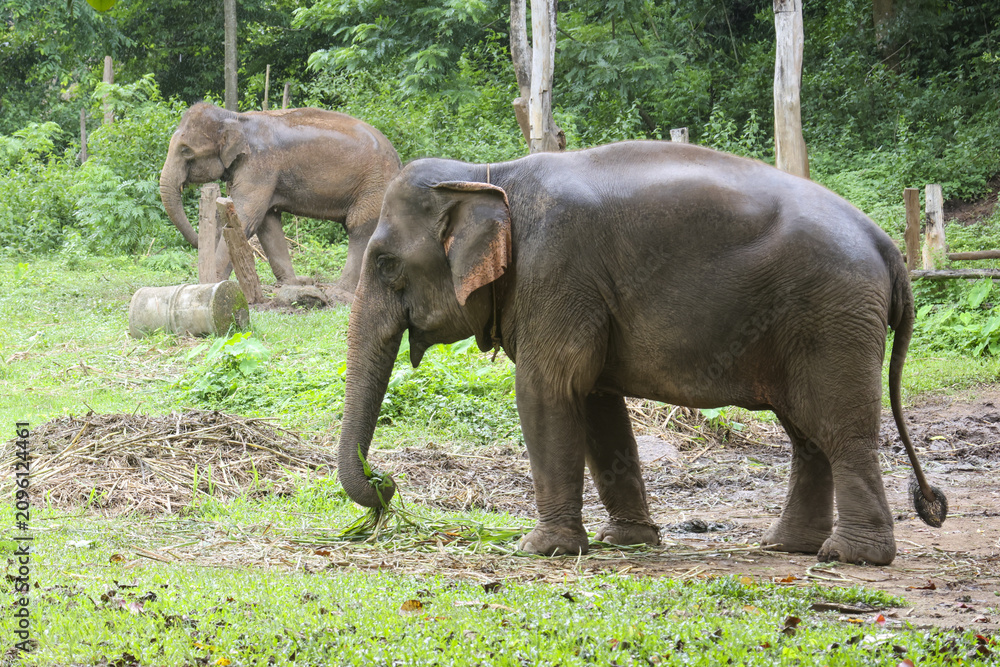 Obraz premium Young elephant eating grass in tropical sanctuary with another elephant in background, calm natural scene with green foliage and wooden fencing