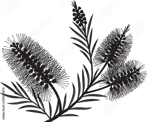 Black and white botanical illustration of a bottlebrush flower branch with bottlebrush botanical illustration silhouette australian ornament