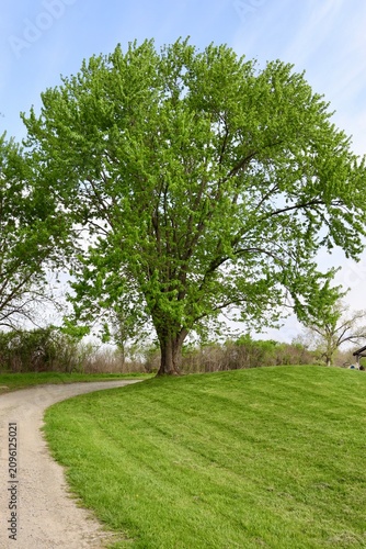 A springtime tree in the countryside.