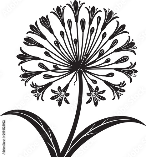 Agapanthus lily of the nile botanical vector silhouette illustration with agapanthus botanical silhouette illustration isolated decoration