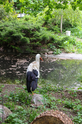 White stork standing on a rock beside a tranquil pond surrounded by lush green vegetation