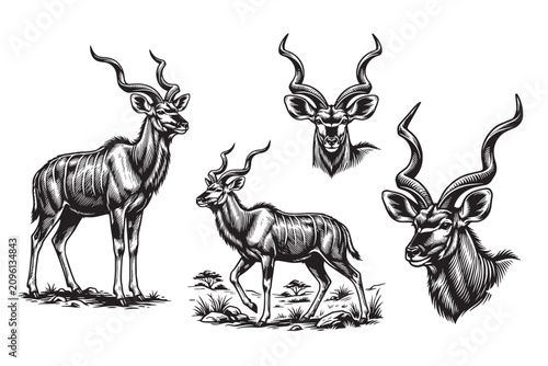 Set of 4 detailed black and white kudu antelope vector illustrations. Features spiral horns and portrait poses in vintage engraving style.