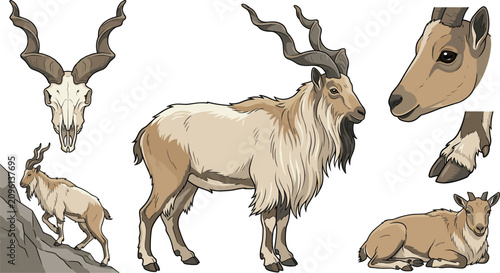 Canvastavla Markhor Mountain Goat Illustration Collection Featuring Wild Caprine Animal Anat