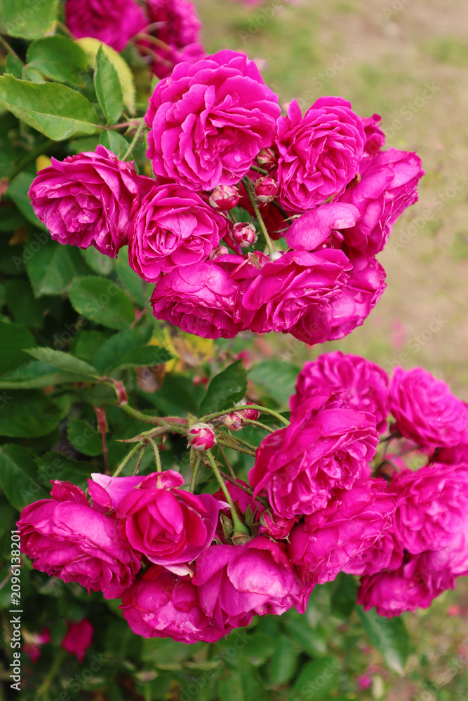 Obraz premium Pink roses, Garden flowers, beautiful roses