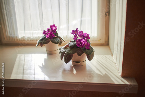 Beautiful purple African violet Phobos variety with vibrant magenta flowers and yellow centers. Indoor houseplant with fuzzy green leaves blooming on windowsill.