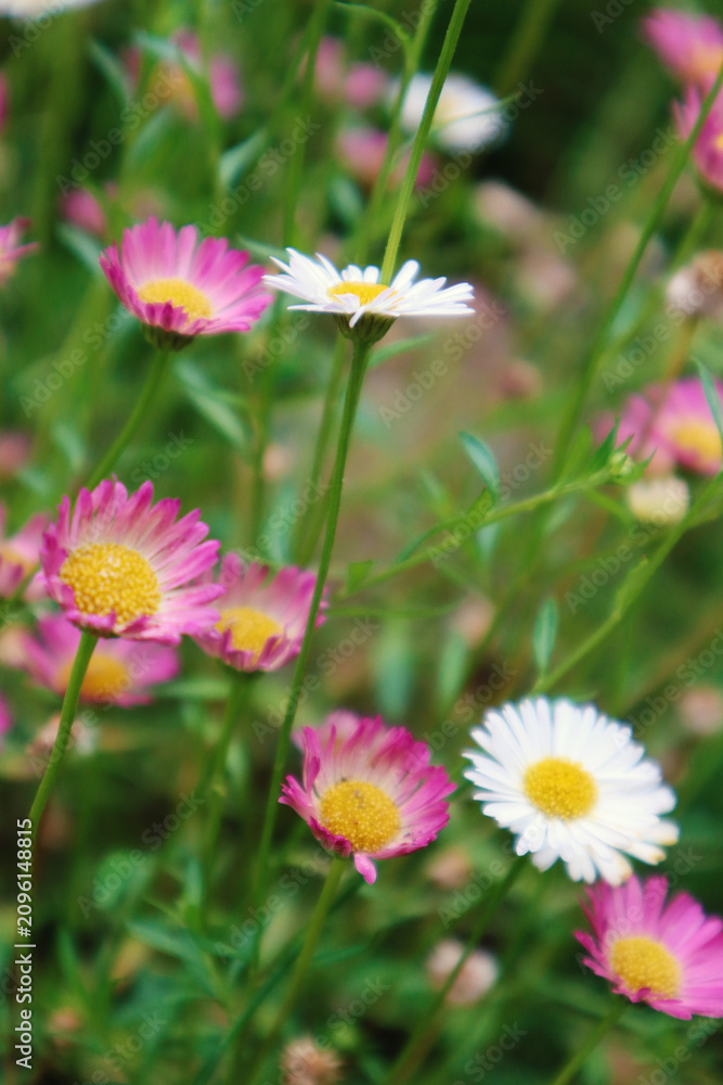Fototapeta premium Seaside Daisy, Summer flowers, pink and white flowers