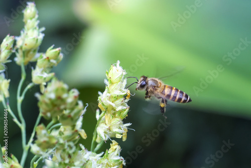 Obraz na plátne Honeybee on green flower bee collecting pollen close up insect pollination actio